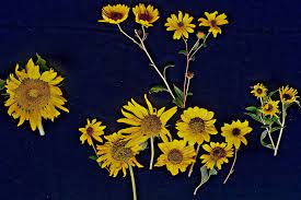 Perennial Sunflower Wikipedia Perennial Sunflower Perennials Types Of Sunflowers