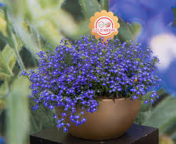 Image result for Lobelia erinus