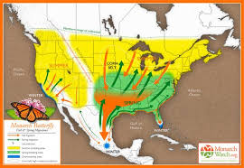 Epic Migration Flight Of The Butterflies Monarch Butterfly Migration Monarch Butterfly Butterfly Migration