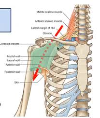 Let's say you're interested in knowing all the muscles innervated by the ulnar nerve. Module 1 Unit 8 Innervation Of The Upper Limb Flashcards Quizlet