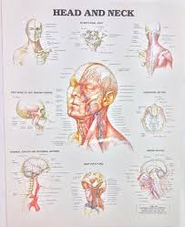 vintage the anatomical chart series book print 1988 head and neck ebay