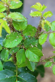 Also, remember that aphids love to hide out on the underside of the leaves, so that's where you should especially target when spraying. Why Homemade Aphid Spray Is The Best Easy Peasy Creative Ideas
