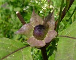 Image result for Lycium pilifolium