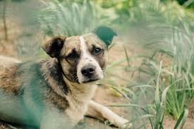 The significance of heart rate. Is My Dog Overheated How To Tell And What To Do About It