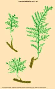 Image result for Didymoglossum