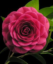Fotografia Amazing Flowers Beautiful Flowers Pretty Flowers
