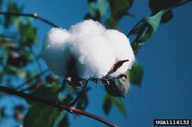 Image result for Gossypium