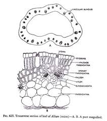 This is a free printable worksheet in pdf format and holds a printable version of the quiz leaf anatomy labeling quiz. Cn 9480 Leaf Structure Blank Diagram Wiring Diagram