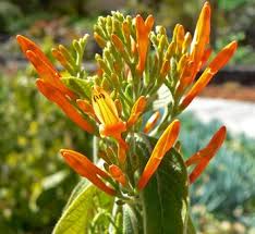 Image result for Justicia phyllostachys