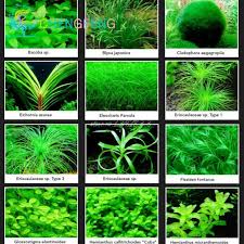 200 Pcs A Bag Aquarium Grass Seeds Water Grasses Random Aquatic Plants Tank Grass Seeds Indoor Beautifying Plan Aquarium Grass Aquatic Plants Freshwater Plants