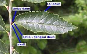 Daunnya licin, urat daun selari dengan bahagian pangkal dan hujung daunnya tirus. Daun Wikipedia Bahasa Melayu Ensiklopedia Bebas