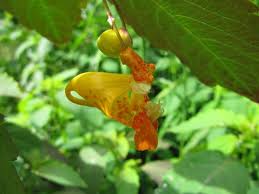 Image result for Impatiens psychadelphoides