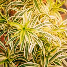 Image result for Dracaenaceae