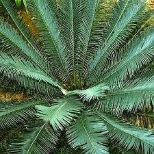 Image result for Cycas