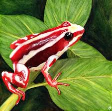 Phantasmal Poison Frog Epipedobates Tricolor It Is Endemic To Ecuador And Known From The Andean Slopes Of The Centra Poison Dart Frogs Dart Frog Poison Frog
