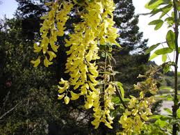 Image result for Laburnum anagyroides
