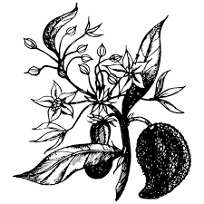 Image result for Tabernanthe