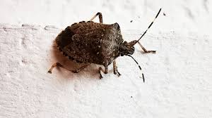 Teppichkafer larven in wohnung berlinkafer trogoderma angustum. Invasion Der Stinkwanzen Warum Belagern Sie Unsere Wohnungen Br24