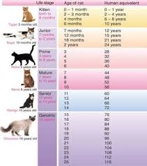 Image Result For How Much To Feed A Cat Chart Cat Years