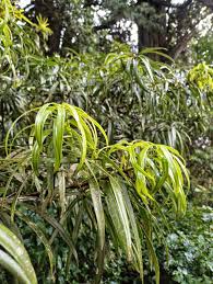 Image result for Podocarpus milanjianus