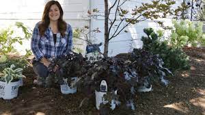 'black pearl' forms an incredibly dense habit of shiny, jet black leaves with scalloped, ruffled edges. Planting Black Pearl Heuchera Garden Answer Youtube