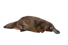 Platypus On The Ground Png Image Animals Platypus Png Images