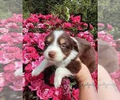 We did not find results for: Puppies For Sale Near Vancouver Washington Usa Page 1 10 Per Page Puppyfinder Com
