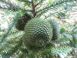 Image result for Araucaria angustifolia