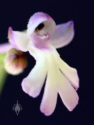 Image result for Cynorkis kassneriana