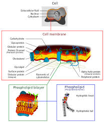 This attraction allows water to form relatively strong connections, called bonds, with other polar molecules around it, including other water molecules. Cell Membrane Wikipedia