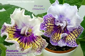 Image result for Streptocarpus sp.nov. aff. S. grandis