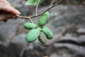 Image result for Hexalobus