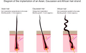 Ethnicity And Hair Structure Activilong