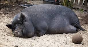 Equivalent to a 3 yr. Never Buy Teacup Pigs Facts On The Trendiest Big Scam Of Micro Pigs