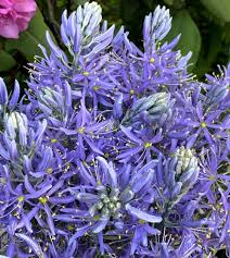 Image result for Cussonia zimmermannii