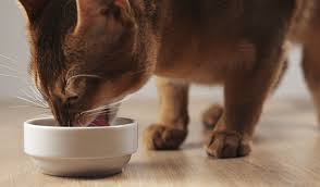 Deadly dog and cat food recall expands: 7 Simply Nourish Cat Food Reviews Recalls Pros And Cons Pawsome Kitty