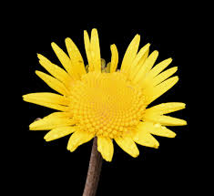 Image result for Haplocarpha scaposa