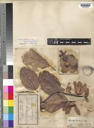 Image result for Monotes africanus