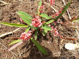 Image result for Eriosema burkei