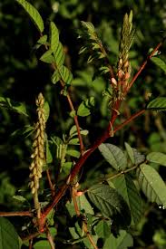 Image result for Indigofera astragalina-hirsuta