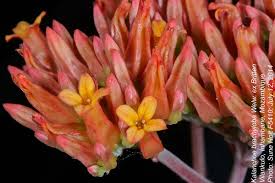 Image result for Kalanchoe brachyloba