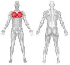 There are red muscles stretched over the stomach, chest, and shoulders, and. Best Chest Workout For Women Shape Improve Top Fitness Home