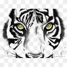 Tiger face png transparent image | png arts. Tiger Tattoos Png Transparent Images Tiger Face Clipart Black And White Png Download 640x480 6488413 Pngfind