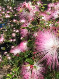 Image result for Calliandra