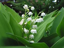 On a tous parfois besoin d'un petit. Muguet Du 1er Mai Un Brin De Bonheur Franchement Bien