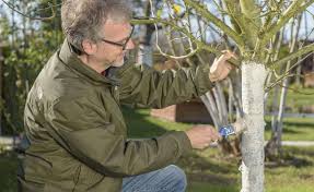 Kalkanstrich an bäumen wirkt antibakteriell und schützt vor frostschäden. Obstbaume Anstrich Gegen Frostrisse Und Wildverbiss Obst Obstgeholze Gartenpflege