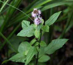 Image result for Mentha aquatica