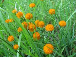 Image result for Polygala luteoviridis