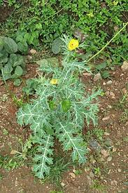 Image result for Argemone mexicana