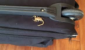 Definately my go to for pest control. Scorpion Control How To Get Rid Of Scorpions In Your Home Lawnstarter